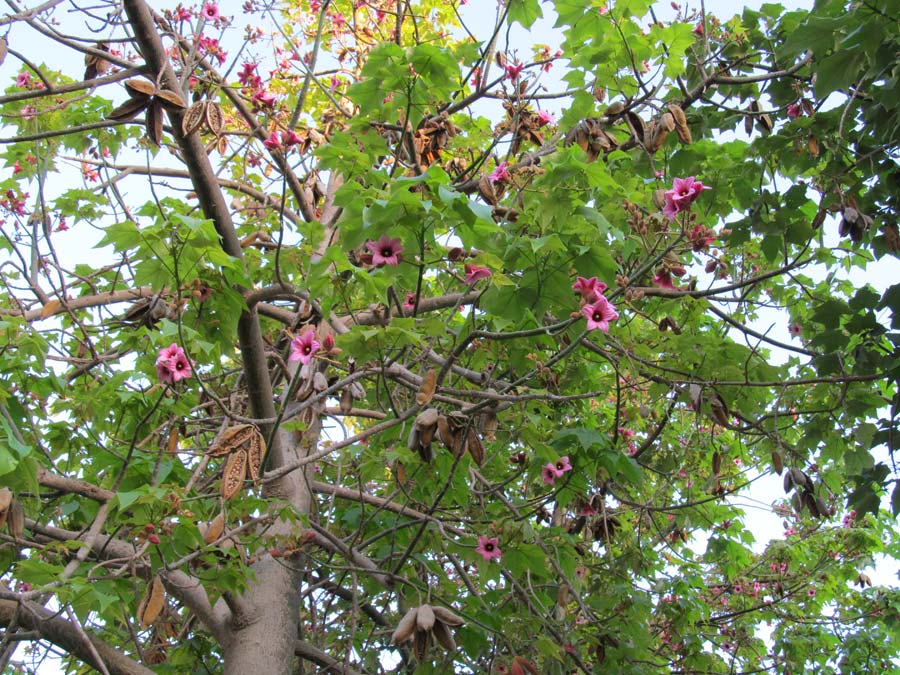 Изображение особи Brachychiton discolor.