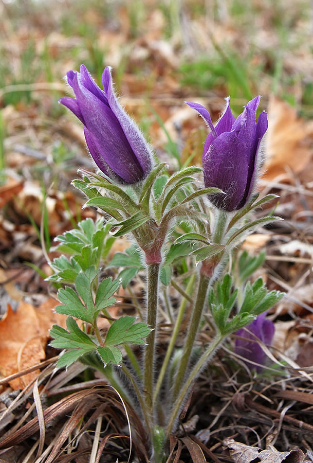 Image of Pulsatilla chinensis specimen.