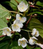 Actinidia kolomikta