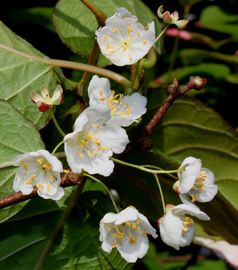 Изображение особи Actinidia kolomikta.