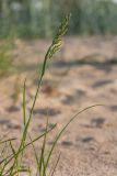 Poa pratensis. Верхушка растения с нераспустившимся соцветием. Ленинградская обл., побережье в р-не пос. Большая Ижора, песчаный береговой вал. 09.06.2013.