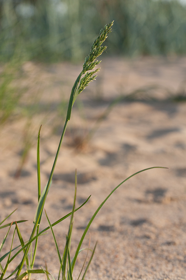 Изображение особи Poa pratensis.