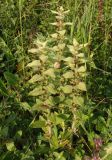 Ajuga laxmannii