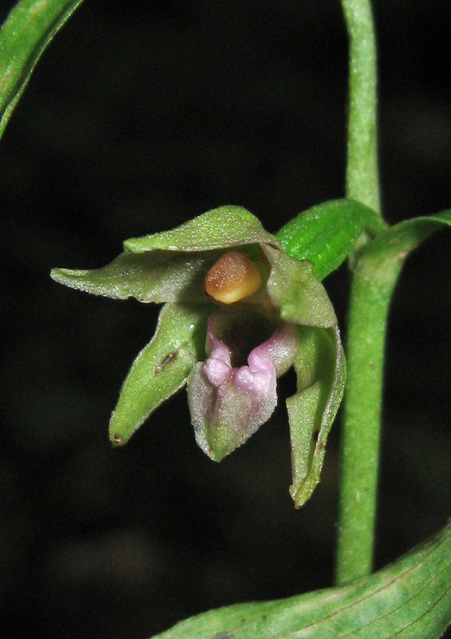 Image of Epipactis persica specimen.