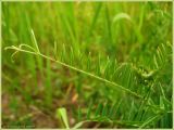 Vicia tenuifolia. Верхушка побега. Чувашия, окр. г. Шумерля, высоковольтная линия за объездной трассой. 7 июля 2009 г.