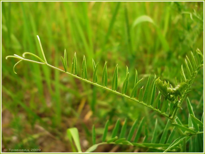 Изображение особи Vicia tenuifolia.