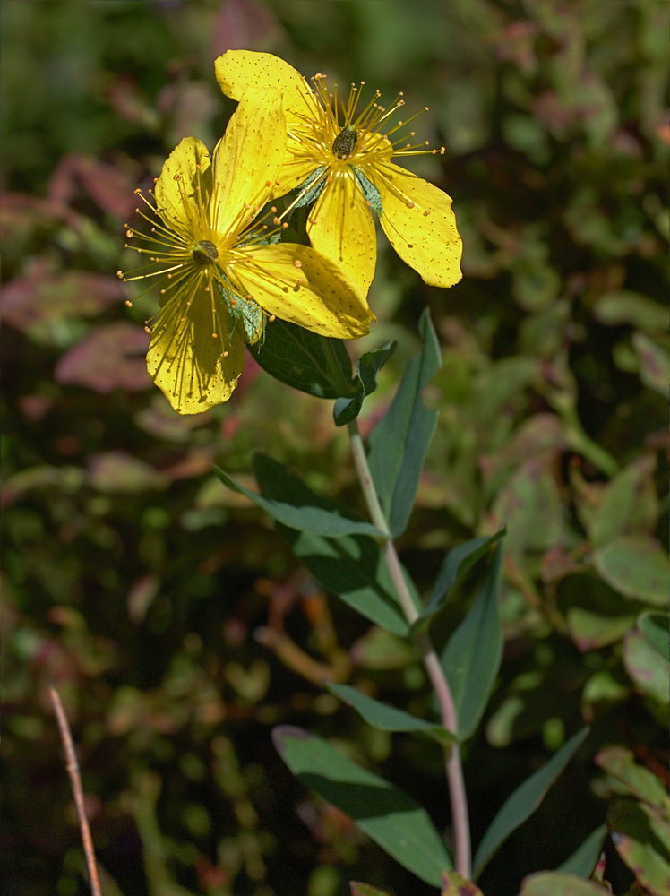 Image of Hypericum alpigenum specimen.