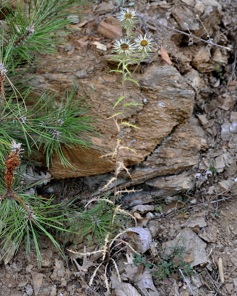 Image of Carlina intermedia specimen.