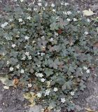 genus Geranium