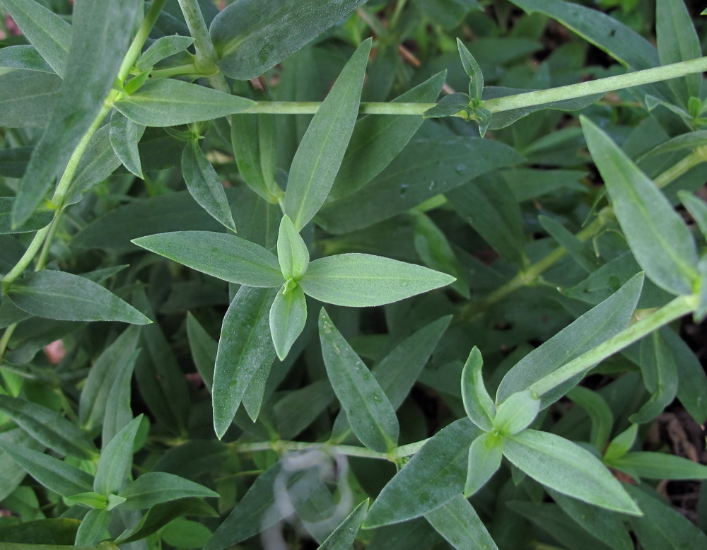 Image of Gypsophila scorzonerifolia specimen.