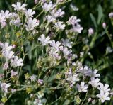 Gypsophila repens