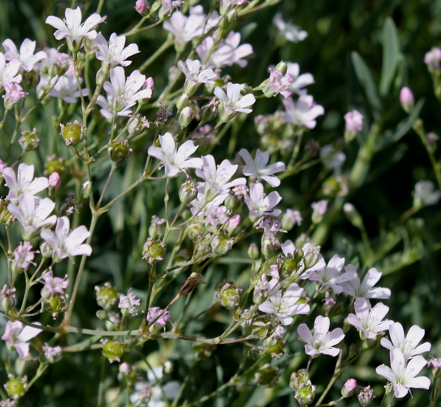 Изображение особи Gypsophila repens.