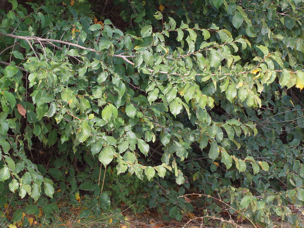 Image of Ulmus minor specimen.