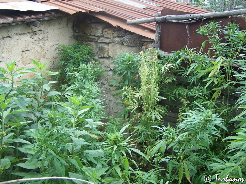 Image of Cannabis sativa var. spontanea specimen.