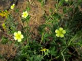 Potentilla heidenreichii