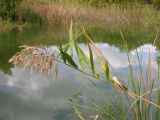 Phragmites australis