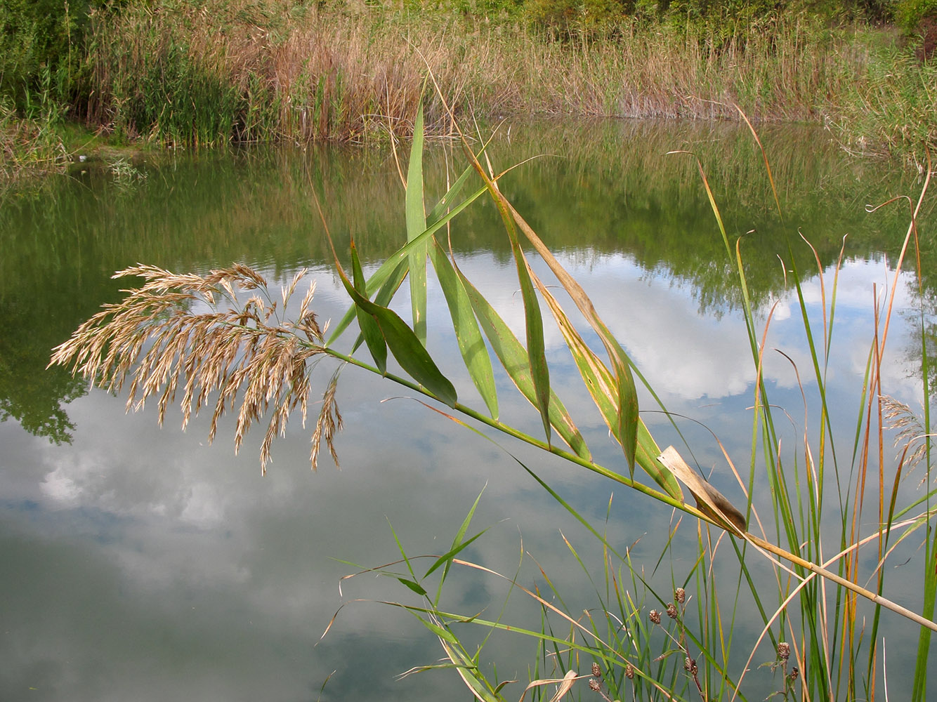 Image of Phragmites australis specimen.
