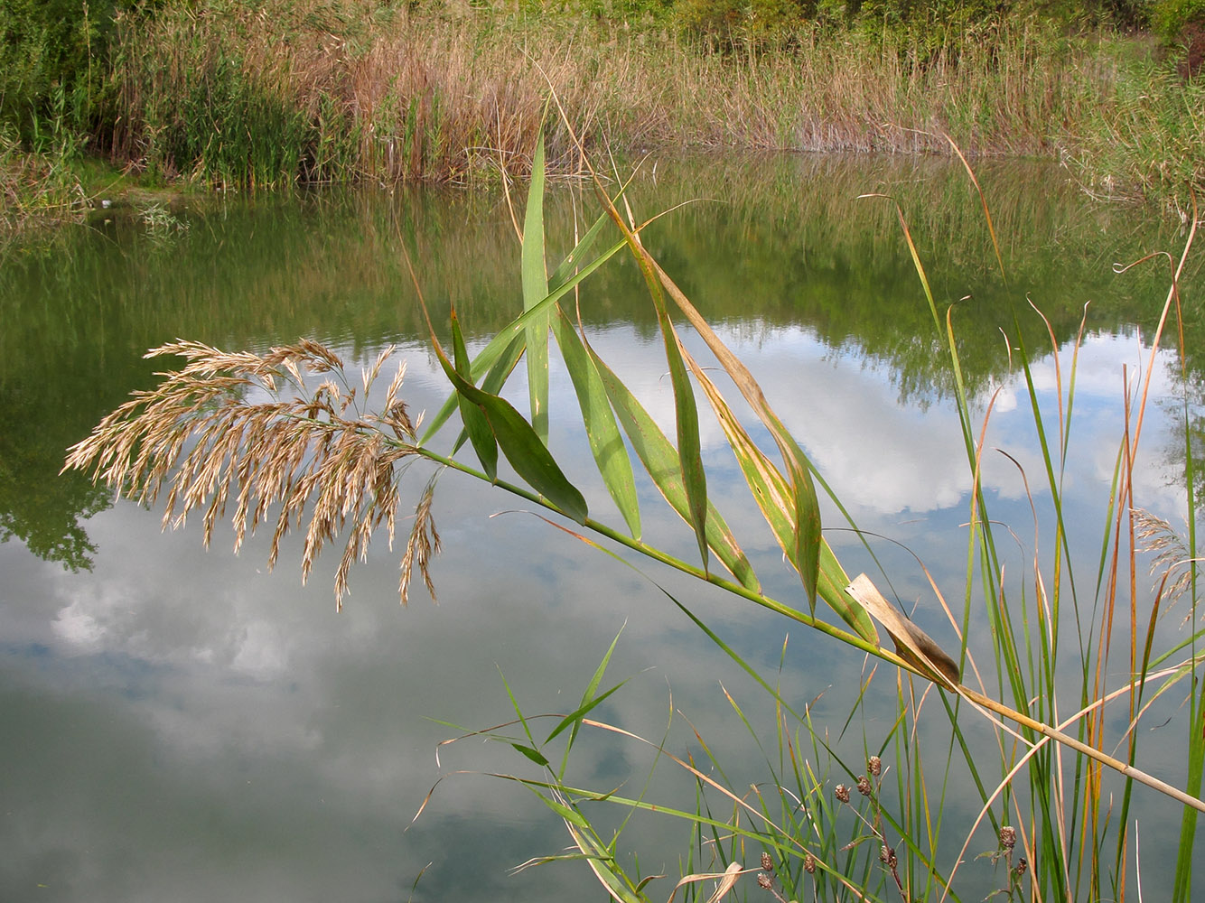 Изображение особи Phragmites australis.