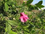 Lathyrus tuberosus