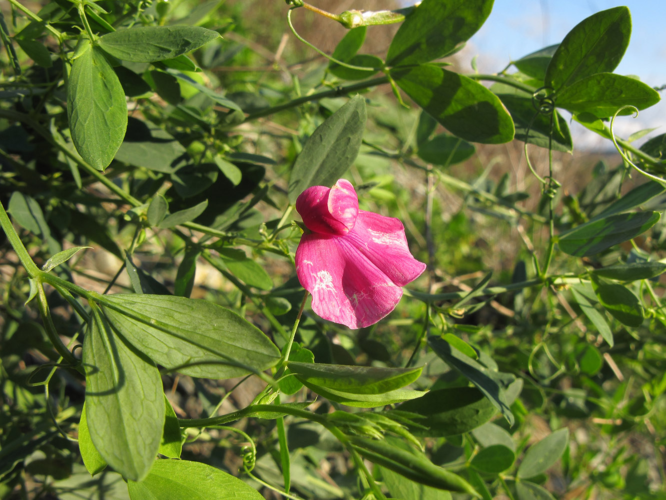 Image of Lathyrus tuberosus specimen.