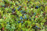 Vaccinium uliginosum subspecies microphyllum. Плодоносящие растения среди веточек Empetrum. Кольский п-ов, Терский берег Белого моря. 08.08.2013.