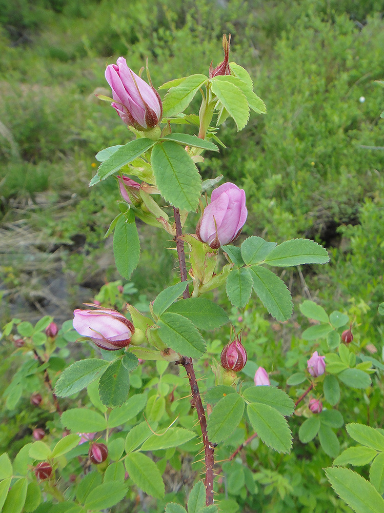 Image of Rosa acicularis specimen.