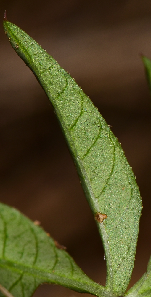 Image of Ipomoea cairica specimen.