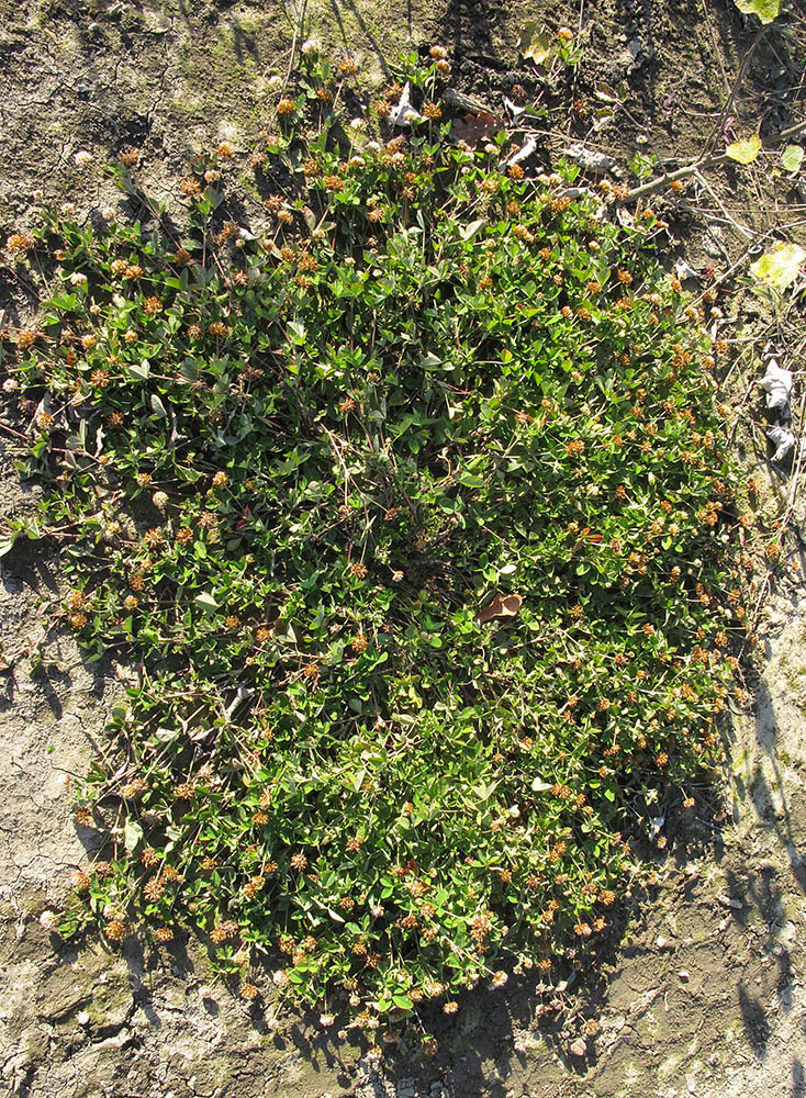 Image of Trifolium hybridum specimen.