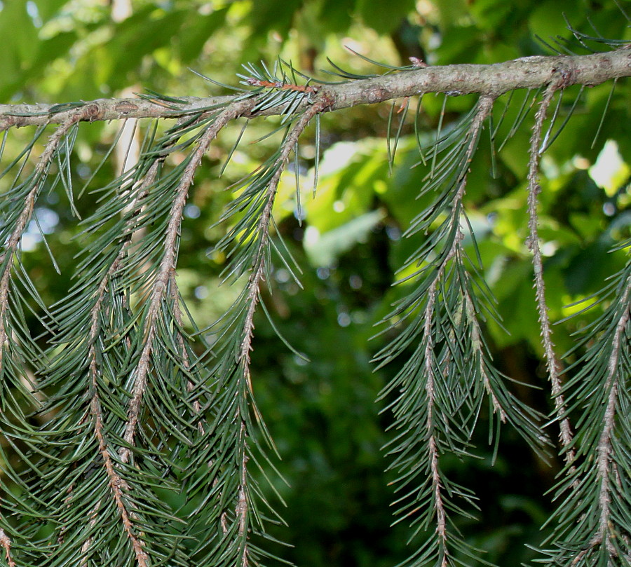 Изображение особи Picea breweriana.