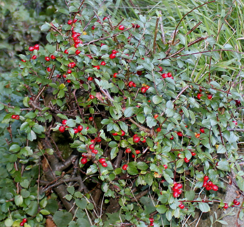 Image of Cotoneaster divaricatus specimen.