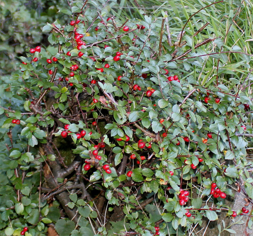 Изображение особи Cotoneaster divaricatus.