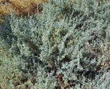 Atriplex griffithii. Вегетирующие растения. Йемен, о. Сокотра, побережье зал. Шуаб. 04.01.2014.