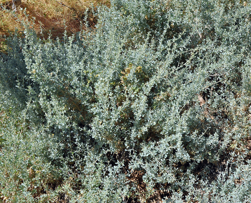 Image of Atriplex griffithii specimen.