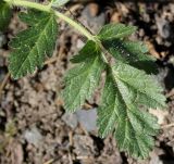 genus Erodium