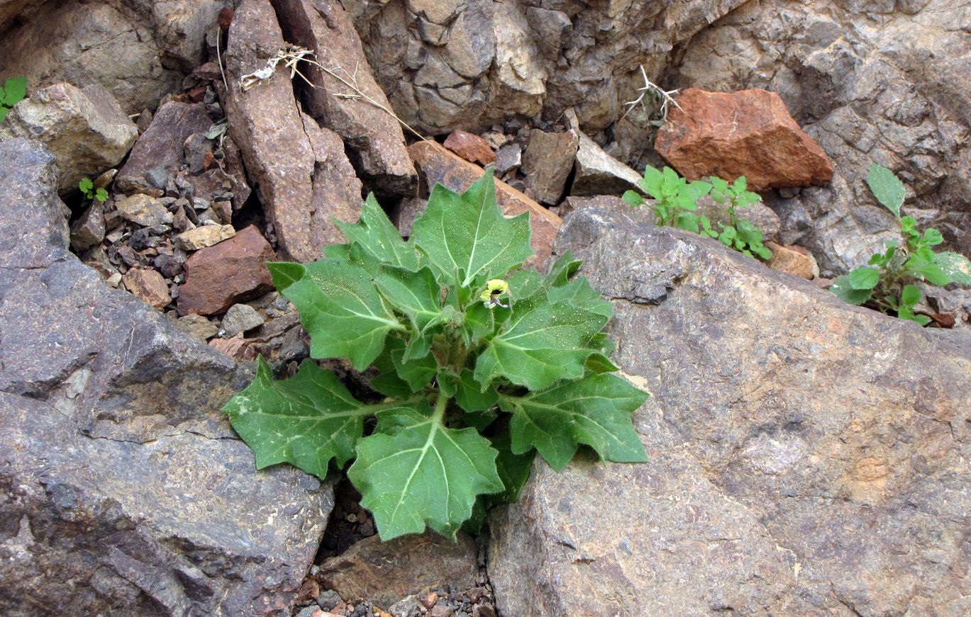 Image of Hyoscyamus desertorum  specimen.