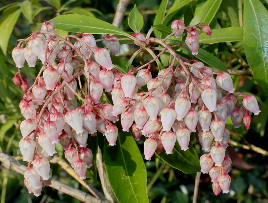 Image of Pieris formosa specimen.