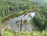 Pinus sylvestris