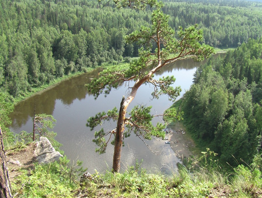 Изображение особи Pinus sylvestris.