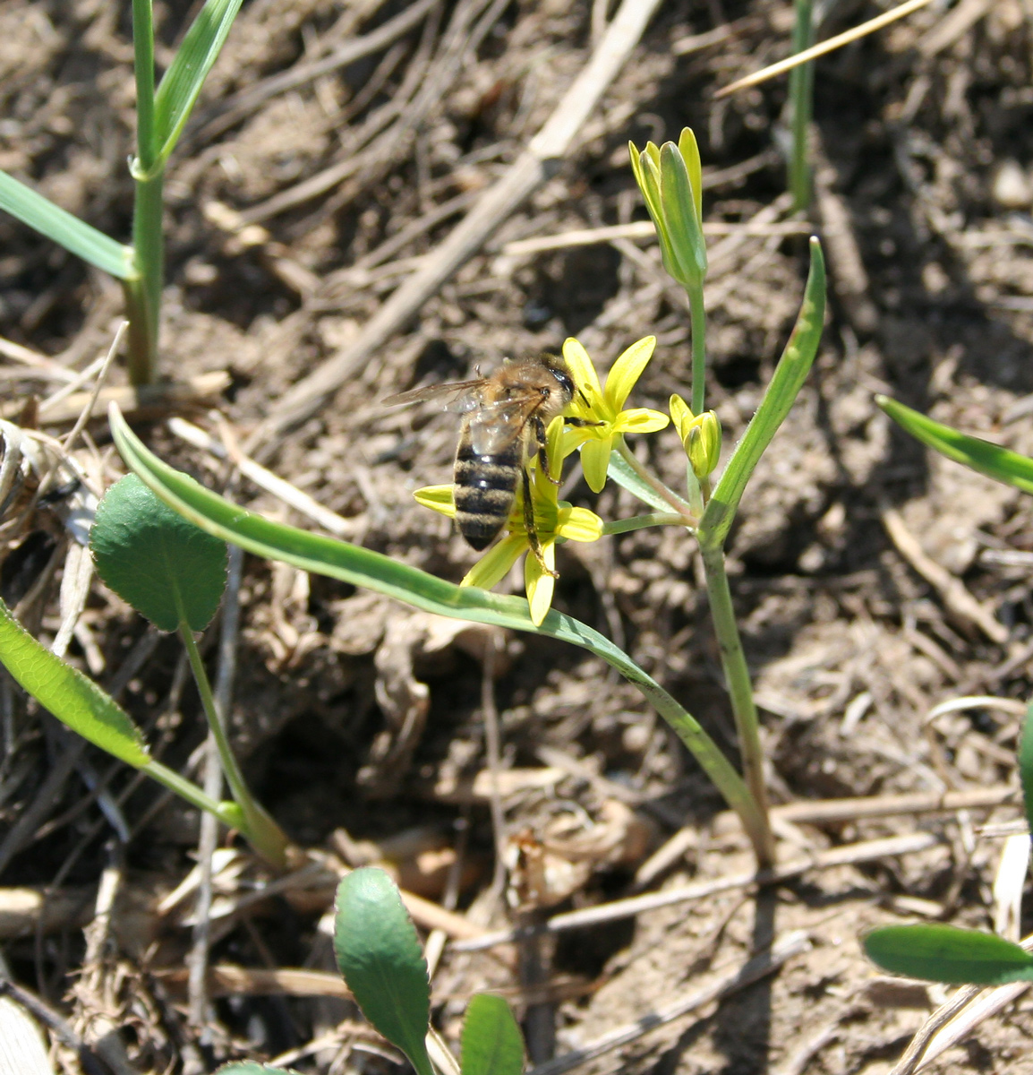 Image of Gagea fedtschenkoana specimen.