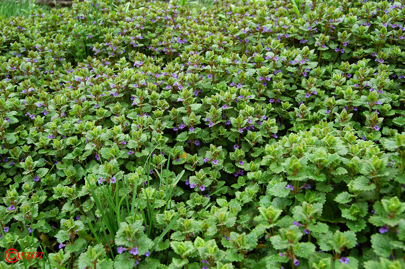 Image of Glechoma hederacea specimen.