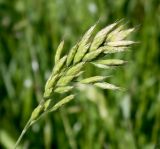 Bromus hordeaceus. Соцветие. Словения, окр. дер. Сочерга (Sočerga), у дороги. 09.05.2014.