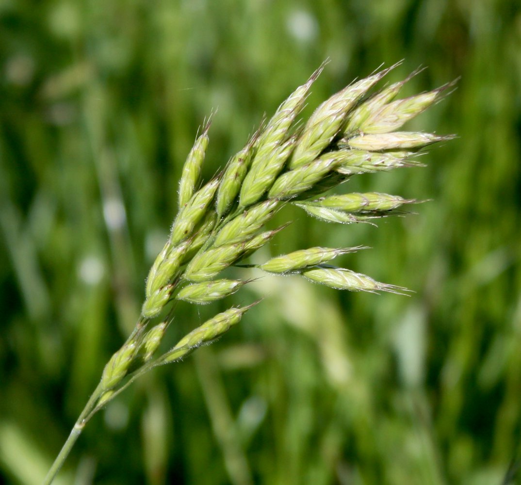 Изображение особи Bromus hordeaceus.