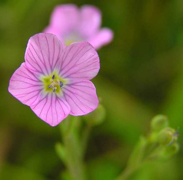 Изображение особи Linum stelleroides.