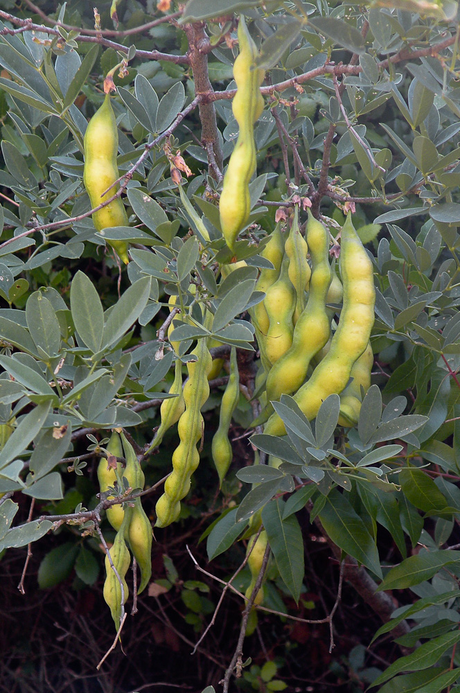 Image of Anagyris foetida specimen.