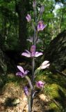 Limodorum abortivum. Соцветие. Крым, окр. Алушты, гора Урага, буковый лес. 29 мая 2014 г.