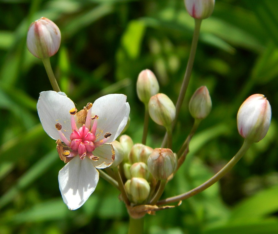 Image of Butomus umbellatus specimen.