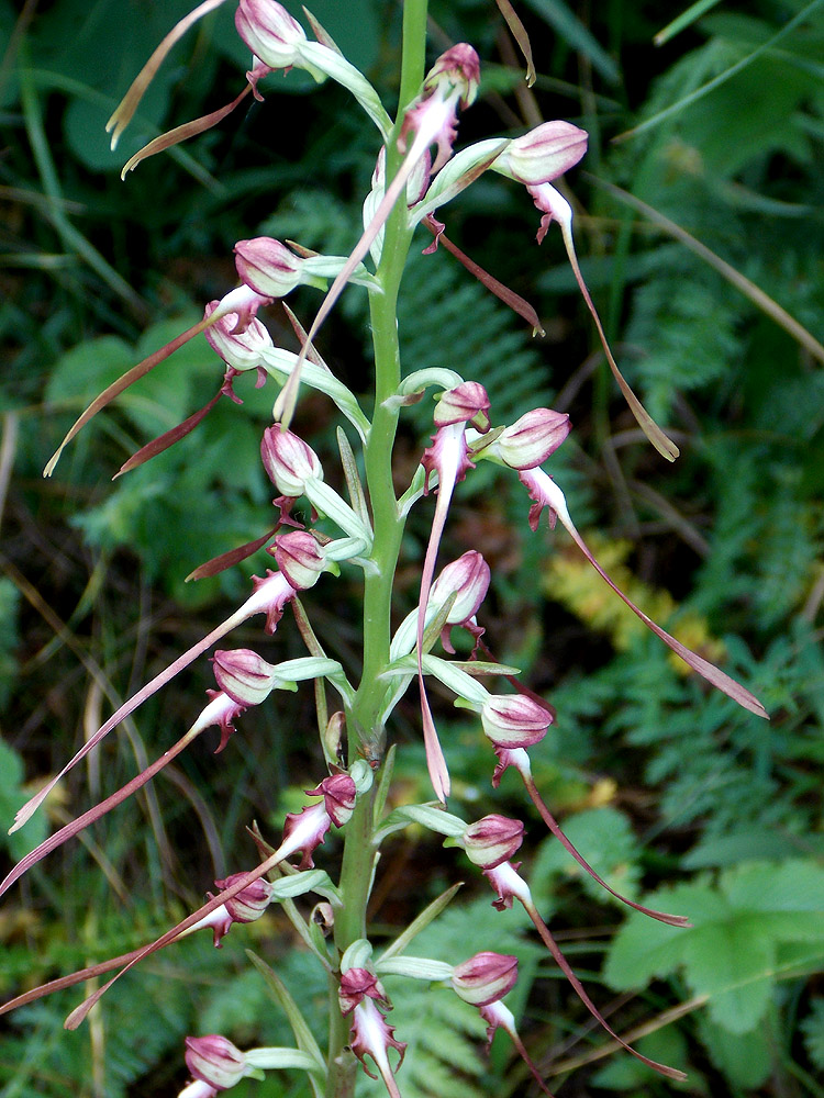 Изображение особи Himantoglossum caprinum.