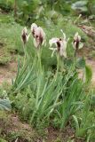 Iris korolkowii