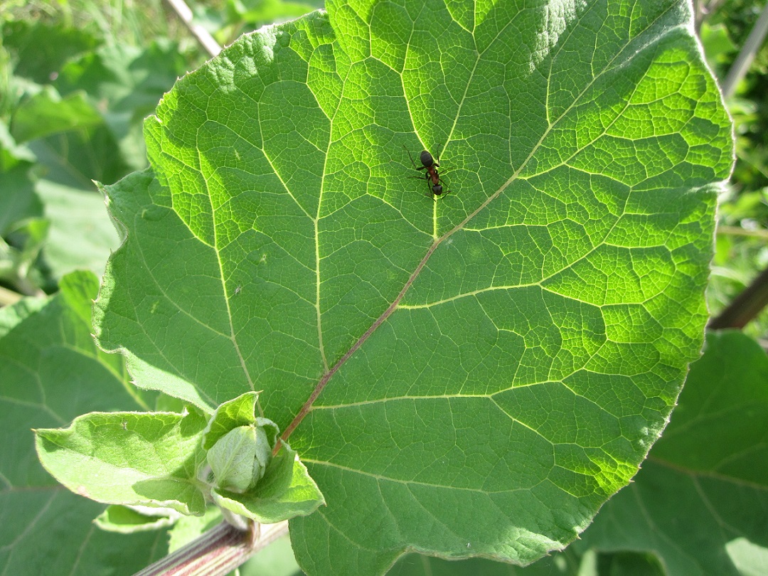 Изображение особи Arctium tomentosum.