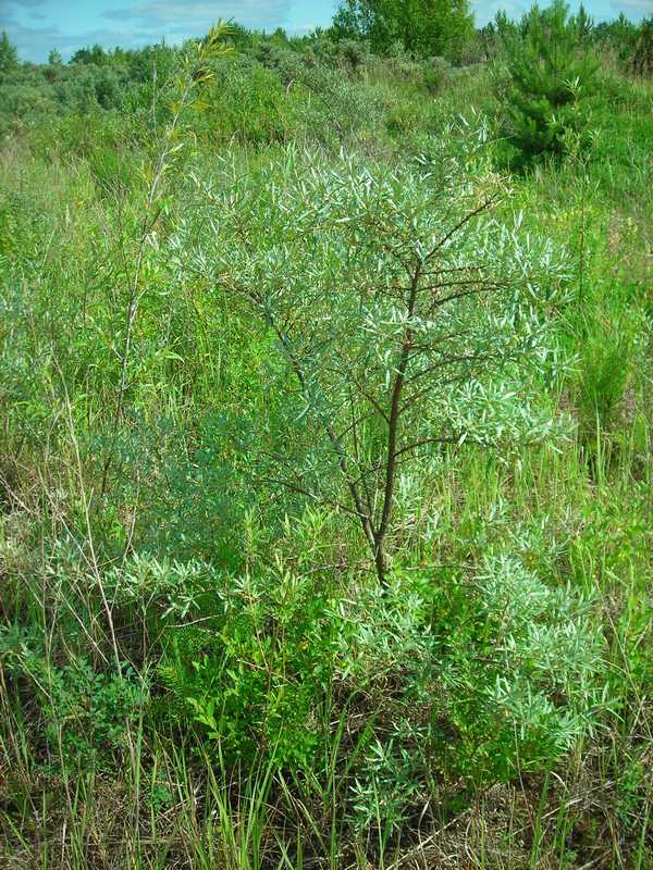 Изображение особи Hippophae rhamnoides.
